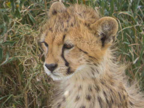 Close up of a baby cheetah