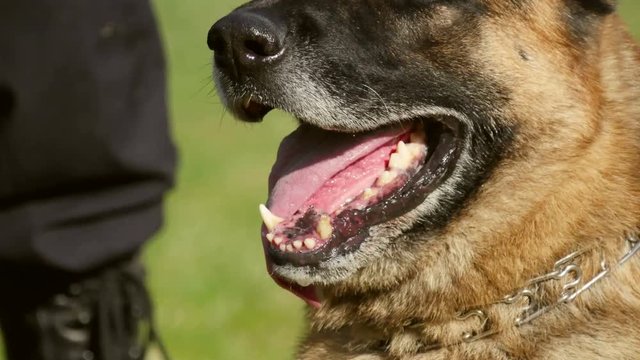 Gendarmerie dog portrait