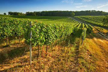 Fototapeta na wymiar Rows of green vineyards in summer, South Moravian Region, Czech Republic