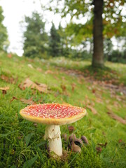 Grosser roter Fliegenpilz auf grüner Wiese mit Laub bedeckt