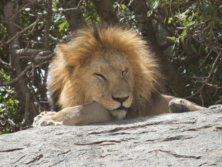 King of Jungle a black maned lion dozing in mid sun
