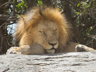 Obraz premium King of Jungle a black maned lion dozing in mid sun