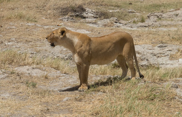 Fototapeta na wymiar Lioness ready to hunt