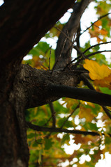 Autumn leaves at sunset.