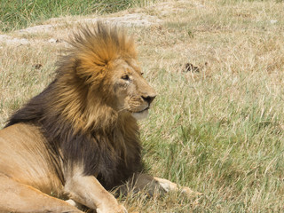 Fototapeta na wymiar Royal king of Grassland of Serengeti