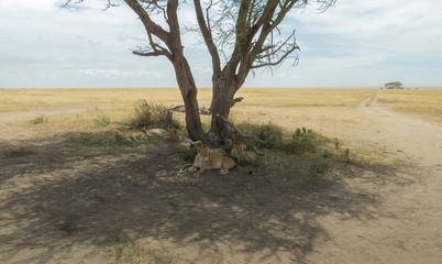 Lioness and cubs resting under a tree