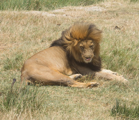 Lion troubled by insects