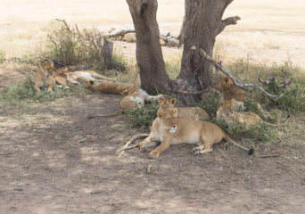 Lioness and cubs resting under a tree