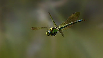 Dragonfly standing in the air