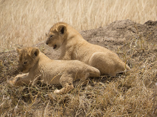 Lion cubs watching their surrounding