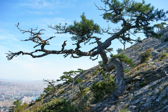 Stankevich's pine on Mount Sokol in the Crimea