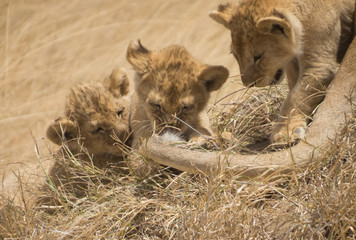 Lion cubs playing with lioness tail
