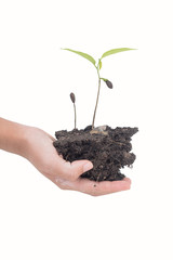 tree on hand and isolate on white background