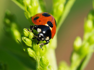 テントウ虫のクローズアップ