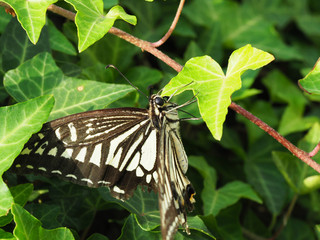 アゲハチョウのアップ