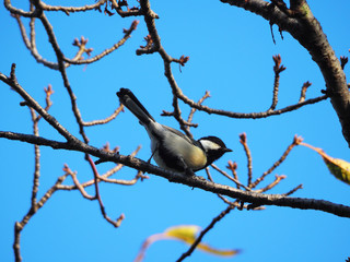 シジュウカラの後ろ姿