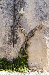 Close up climbing plant and lamppost