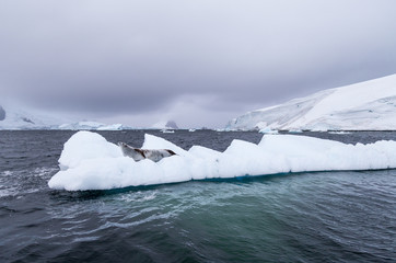 A crabeater seal rests on an ice flow © robert