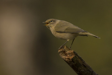 Warbler