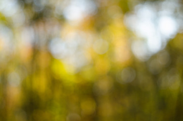Abstract blurred background based on autumn sunny forest
