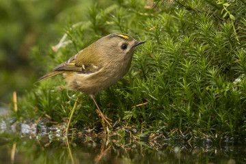Goldcrest