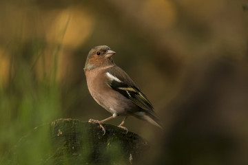 Fototapeta premium Finch