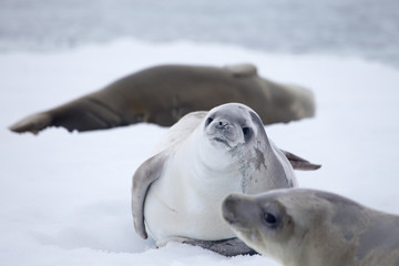 Naklejka premium Crabeater seals on ice