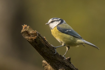Tomtit