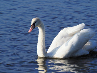 羽を上げた白鳥