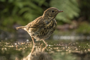 Thrush