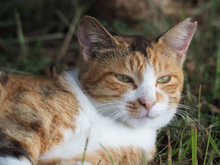 遠くを見つめる猫