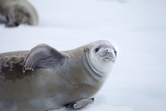 Crabeater seal in Crystal Sound, Antarctica.