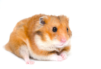 Cute funny hamster (isolated on white), selective focus on the hamster eyes