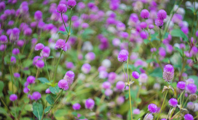 Bright purple flowers