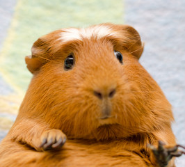 Portrait of a cute funny guinea pig (selective focus on the guinea pig eyes)