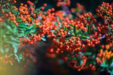 Bright red berries on the bush