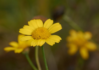 Glebionis segetum