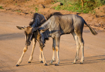 Baby Wildebeest playing