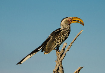 Yellow hornbill