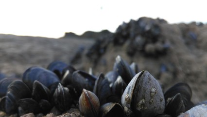 mussels