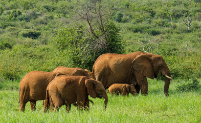 Red elephants in green grass