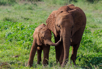 Juvenile elephants