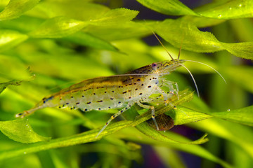 shrimp