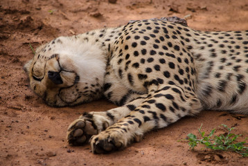 Cheetah resting