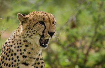 Cheetah with mouth open