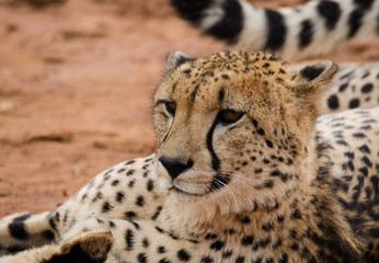 Cheetah head