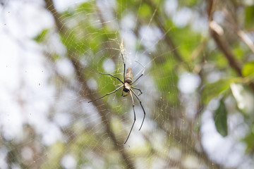 Golden orb weaver