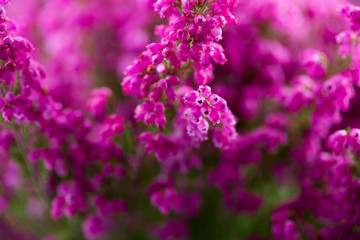 Plant erica gracilis.
