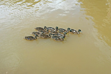 Patos en el río Llobregat, Cataluña (España)
