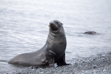 Obraz premium Fur seal on rocky beach